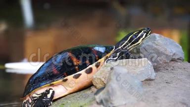 一只坎伯兰滑头乌龟抬起它的身体，从美国移动，流行的热带沼泽海龟物种